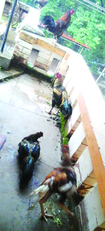 ಕೋಳಿ ಅಂಕಕ್ಕೆ ಪೊಲೀಸರ ದಾಳಿ: 6 ಮಂದಿ ಸೆರೆ; 6 ಕೋಳಿ ಸಹಿತ ನಗದು ವಶ